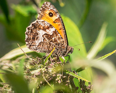 Veje, Indkørsler og Parkering